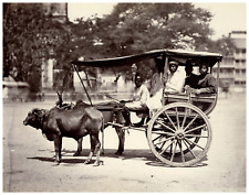 India, Kandy, Bullock Hackery Vintage Albumen Print, Another Print of This Image picture