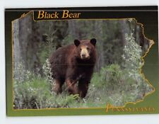 Postcard Black Bear Pennsylvania USA picture
