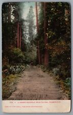 Tacoma WA Forest Driveway Near Tacoma c1906 UDB Postcard picture