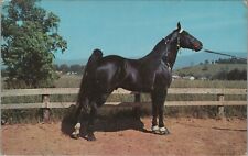 Champion Walking Horse Famous Tennessee Walking Horse Chrome Vintage Post Card picture