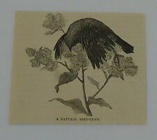 1878 small magazine engraving ~ NATURAL BIRD-TRAP picture