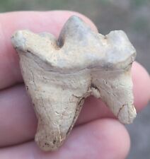 JAGUAR FOSSIL TOOTH FLORIDA NOT DIRE WOLF SABER CAT picture