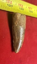 Rare Carcharodontosaurus Dinosaur Tooth T Rex Cousin 95 Mil Yrs Fossil 2 1/4” picture