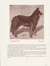 BELGIAN SHEPHERD GRONENDAEL OLD VINTAGE 1934 NAMED DOG PRINT PAGE  picture