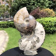 5.25LB  Large Natural Beautiful ammonite fossil conch Crystal specimen Healing picture