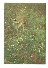 White Tailed Deer Unused Vintage 4x6 Postcard SL31 picture