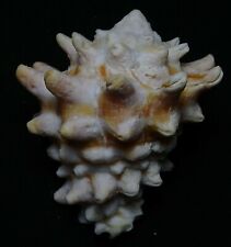 edspal shells - Vasum turbinellum  55.5mm F++/F+++,unusual color  sea shell picture