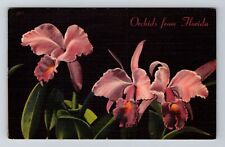 Florida, FL-Florida, Orchids From Florida Antique c1955, Vintage Postcard picture
