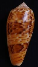 edspal shells- Conus  dusaveli f. benten 80.3mm F++/F+++, deep water sea shell , picture