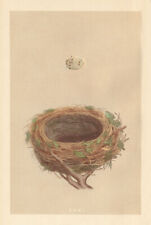 BRITISH BIRD EGGS & NESTS. Blackcap. MORRIS 1866 old antique print picture picture