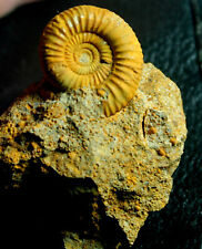Perisphinctidae - Nice Jurassic, Callovian ammonite picture