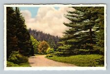 Biltmore NC-North Carolina, Biltmore House Approach Road Vintage Postcard picture