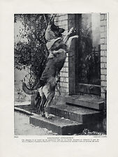 GERMAN SHEPHERD CLEVER DOG OPENING DOOR ORIGINAL DOG PRINT FROM 1934 picture