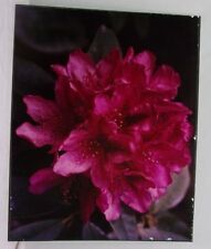 16X20 Original Print Photograph Matted Nature Flower Interior Color 1987 picture