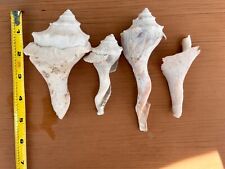 Knobbed Whelk Shells Pieces from the NJ Shore (8) picture