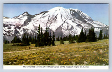 Vintage Postcard Mt Rainier Washington State picture