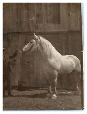  1920's Beautiful White Horse Large Animals Equestrian Barn VTG Photo VV picture