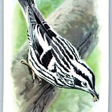 c1930s Black White Warbler Bird Baking Soda Trade Card 9th #6 Church Dwight C10 picture