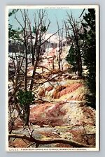 Mammoth Hot Springs WY-Wyoming, New Born Spring Terrace, Vintage Postcard picture