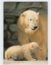 Postcard Polar Bear (mother and cub), San Diego, Zoo, San Diego, California picture