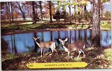 Two Deer at Warner's Lake, New York picture