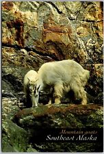 Postcard: Mountain Goats - Tracy Arm, Southeast Alaska. Mother nanny and ki A111 picture