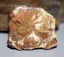 Polished Hampton Butte Tan White Jasper Replace Petrified Wood Limb Cast Slice picture