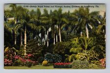 St Petersburg FL- Florida, Stately Royal Palms, Antique, Vintage c1953 Postcard picture