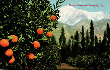 Vtg 1910s Orange Groves Near Snowfields Mountains California CA Postcard picture