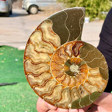 400G Rare Natural Tentacle Ammonite FossilSpecimen Shell Healing Madagasc picture