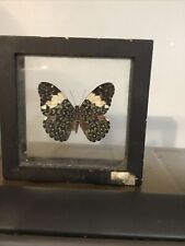 Hamadryas Belladona REAL FRAMED BUTTERFLY picture