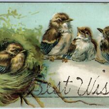 c1910s Best Wishes Adorable Baby Birds Mica Glitter Hand Written Lithograph A206 picture