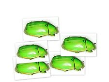 Insect Butterfly Beetle Rutilidae Chrysina beraudi Rare-Cosa Rica-Lot of 5 picture