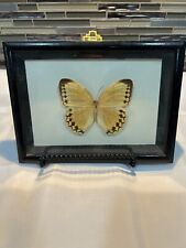 Vtg Framed Mounted Butterfly Real Taxidermy Specimen picture
