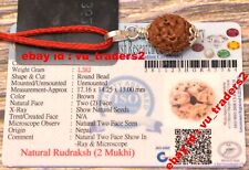 2 Mukhi Rudraksha / Two Face Rudraksh Nepal Bead Lab Certified Size 17.16 MM picture