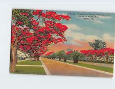 Postcard Hundreds of Royal Poinciana Trees Border S. Miami Avenue Miami Florida picture