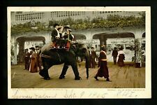 Animal postcard elephant Coney Island, New York NY Detroit Pub. 1905 Vintage picture