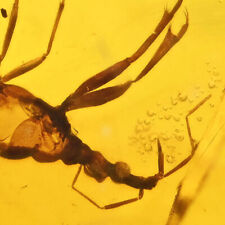 Detailed Enicocephalidae (Gnat Bug), Fossil inclusion in Burmese Amber picture