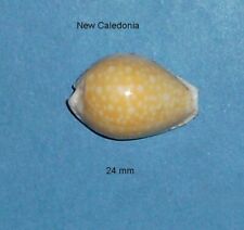 Cypraea Cernica Tomlini New Caledonia 24mm XL picture