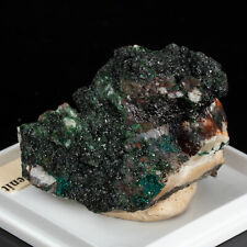 Rare LIBETHENITE pseudomalachite green crystal in box 1.8 oz #986i-4 - Portugal picture