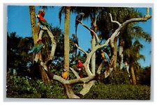 Postcard Tampa Florida Busch Gardens Parrots picture