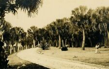 1900's Original Old Hollywood California RPPC Postcard Lovely Palm Trees M1  picture