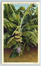Postcard Banana Tree showing Bud and Fruit in Florida linen J179 picture