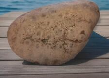 Michigan Petoskey Stone Large Raw & Rough Unpolished Great Lakes Hexogonoria  picture