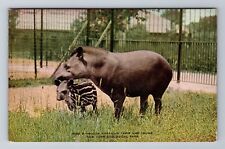 New York NY-New York, New York Zoological Park S American Tapir Vintage Postcard picture
