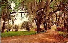 Postcard Typical Louisiana Scene Spanish Moss Oak Trees Azaleas   [dx] picture