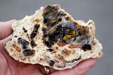 Henry Mountain Petrified Wood  • 13.5 oz. • Mirror Finish picture