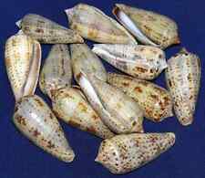 Conus cinereus ~  Cone Seashell (1-1/4