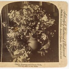Cherry Blossoms & Birds Stereoview c1890 Floral Still Life Nature Photo B2054 picture
