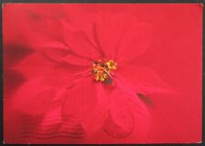 Poinsettia Vintage Christmas Postcard Posted  picture